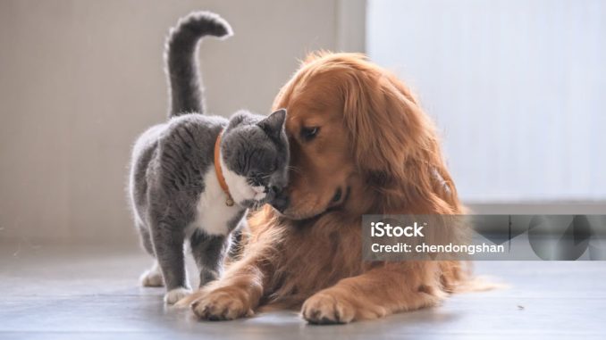British short hair cat and golden retriever